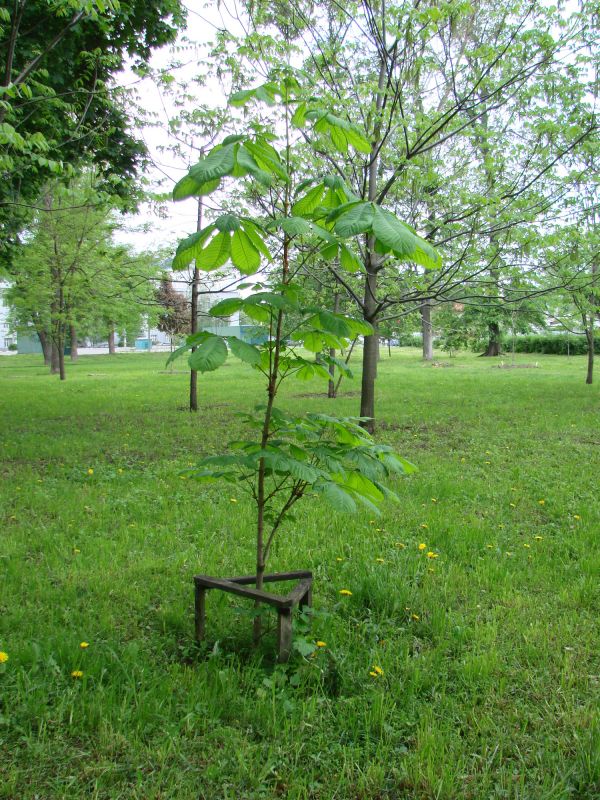 Dogwood Tree Planting in Ventura County, CA