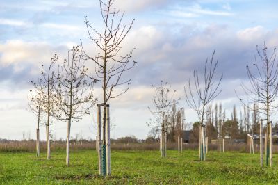 Maple Tree Planting in Ventura County, CA