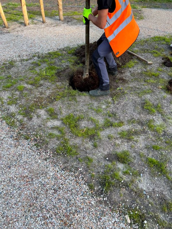 Maple Tree Planting in Honolulu, HI