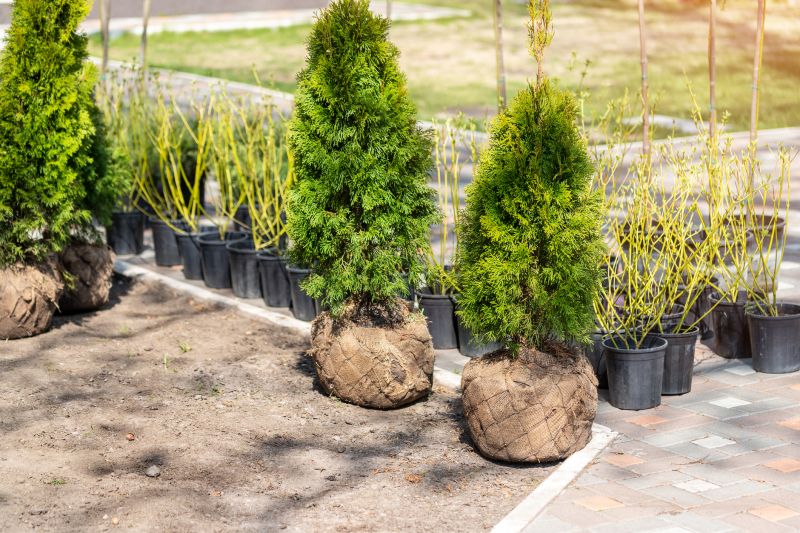 Privacy Hedge Planting in Honolulu, HI