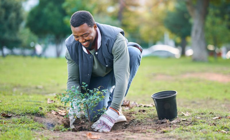 Privacy Shrub Planting in Ventura County, CA