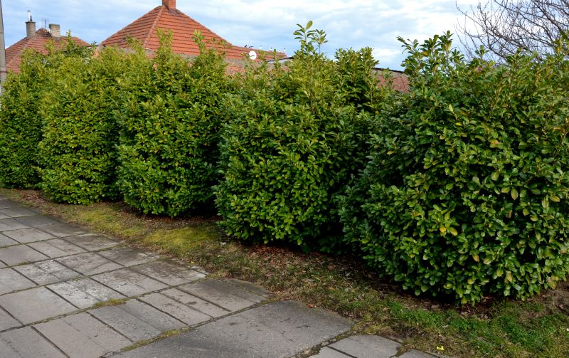Shrub Landscaping in Ventura County, CA