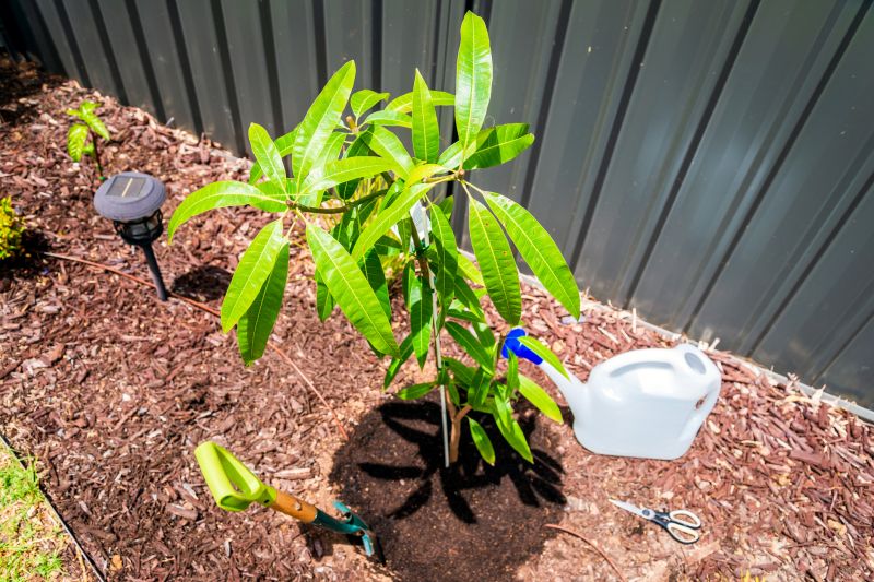 Tree Landscaping in Honolulu, HI