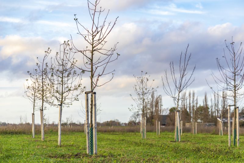 Tree Planting Service in Ventura County, CA
