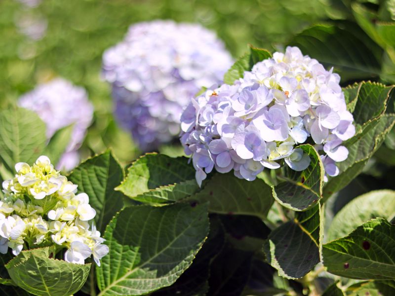 Honolulu, HI