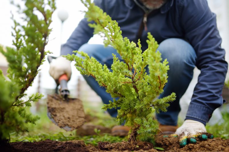 Rose Bush Planting in Ventura County, CA