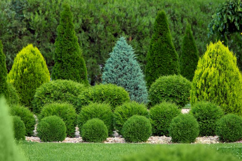 Shrub Replacement in Ventura County, CA